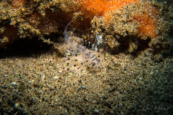 San Miguel Point encounter 29