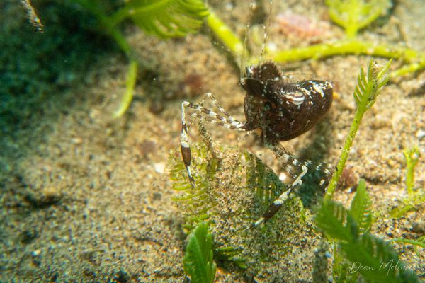 San Miguel Point encounter 30