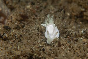Goniodoridella savignyi