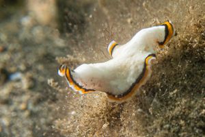 Chelidonura pallida