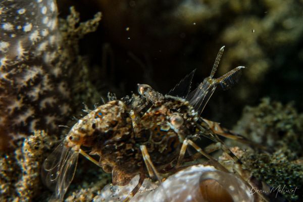 San Miguel Point encounter 35