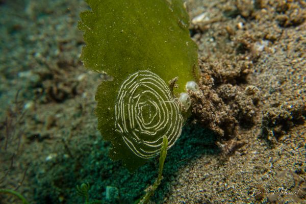 San Miguel Point encounter 36