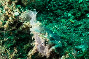 Flamboyant Cuttlefish