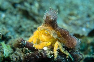 Striate Anglerfish