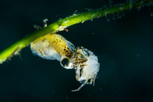 Bopyrinae