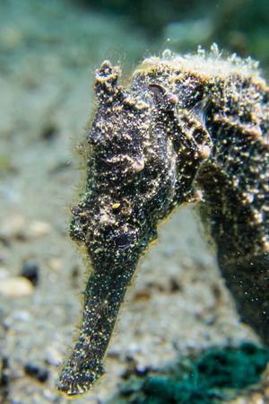 Common Seahorse