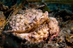Common Box Crab