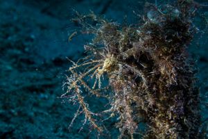 Long-legged Spider Crab