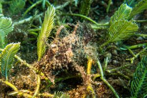 Godfrey's Scorpionfish