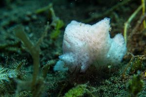 Jorunna ramicola