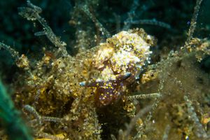 Japanese Bubble Snail