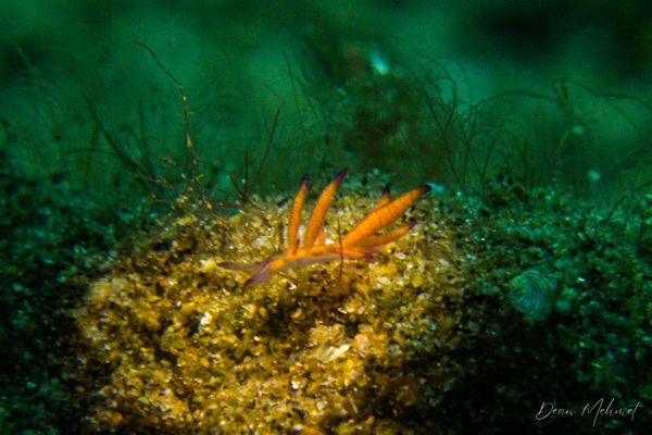 Black Diamond encounter 24