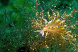 Coryphellina lotos