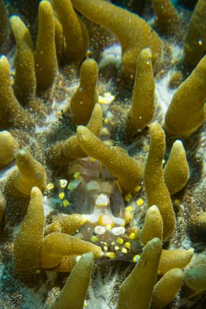 Peacock-tail Anemone Shrimp