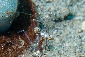 Glass shrimp