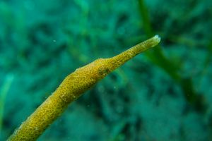 Bentstick Pipefish