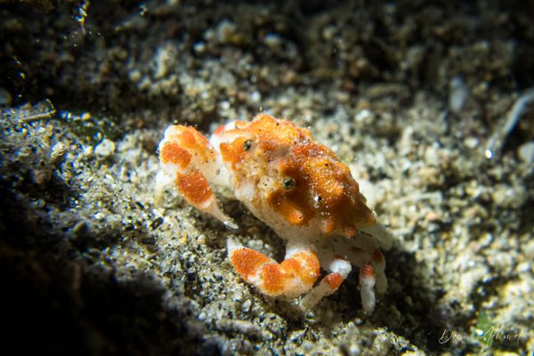 Critter Republic House Reef encounter 32