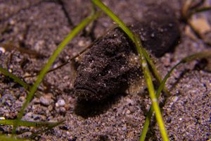 Paraploactis