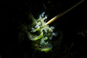 Symplegma brakenhielmi
