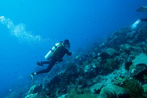 Pyramid Butterflyfish
