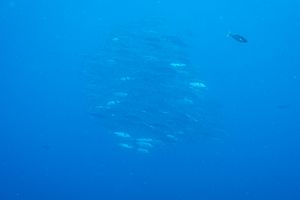 Golden-striped Mackerel