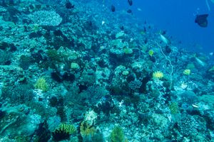 Pyramid Butterflyfish