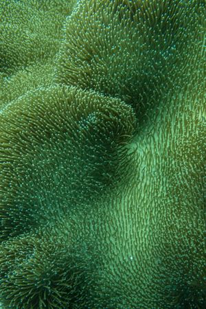 Toadstool Leather Corals