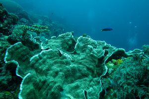 Serpent Coral