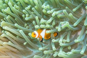 Western Clown Anemonefish