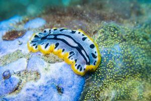 Diana's Chromodoris