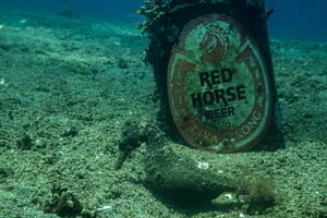 Common Seahorse