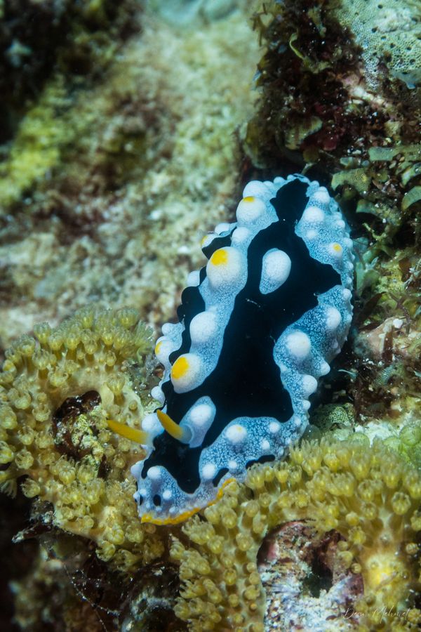 Archive frame - Dauin - 7 June 2026 - Dive 2 - Katipanan