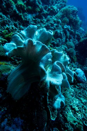 Toadstool Leather Corals