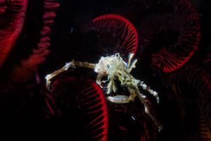 Eurypodius longirostris