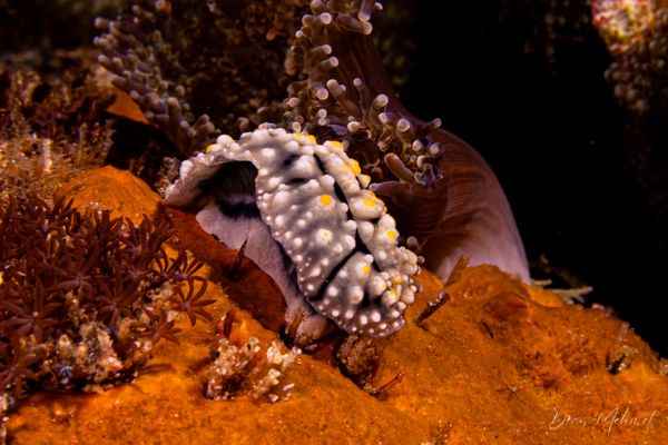 Gato Island encounter 15