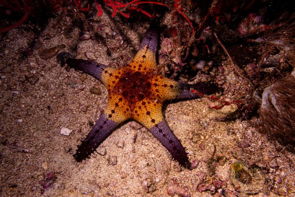 Gato Island encounter 16