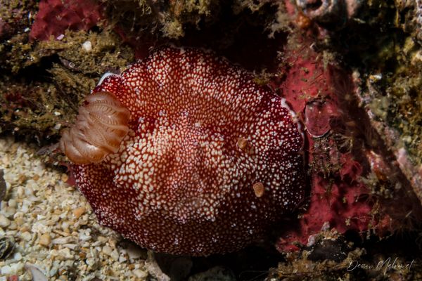 Gato Island encounter 17