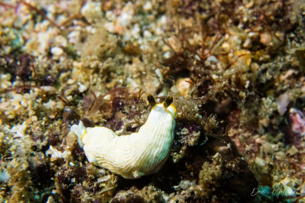 Gato Island encounter 21