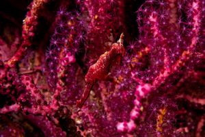 Longsnout Seahorse