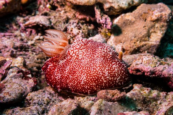 Gato Island encounter 26