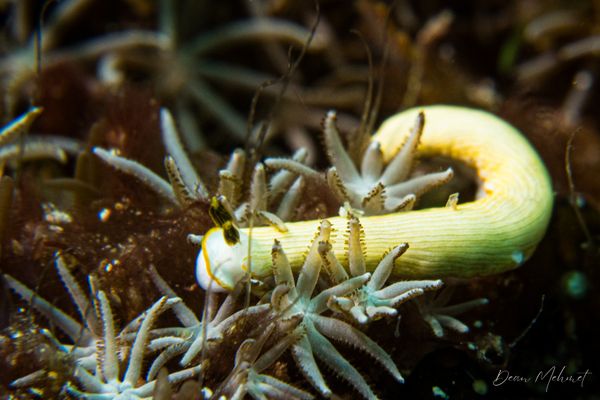 Gato Island encounter 28