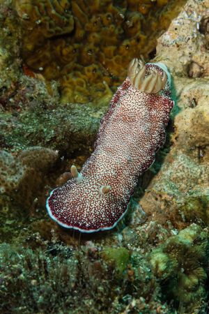 Brown-edge Glossodorid