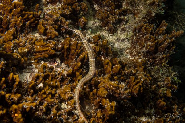 Exotic House Reef encounter 7