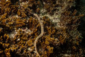 Schultz's Pipefish