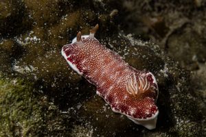 White-speckled Headshield Slug