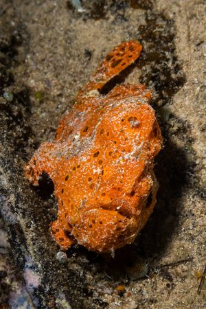 Painted Anglerfish