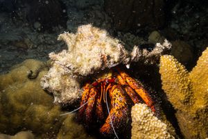 White-spotted Hermit Crab
