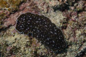 Acanthozoon