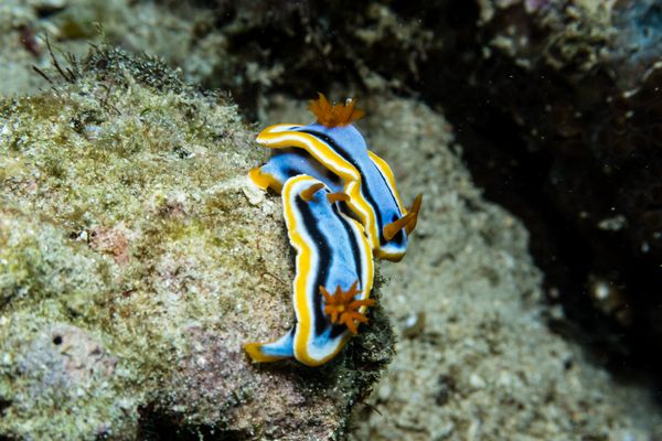 La Laguna Point encounter 22