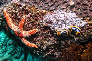 Tiled Sea Star